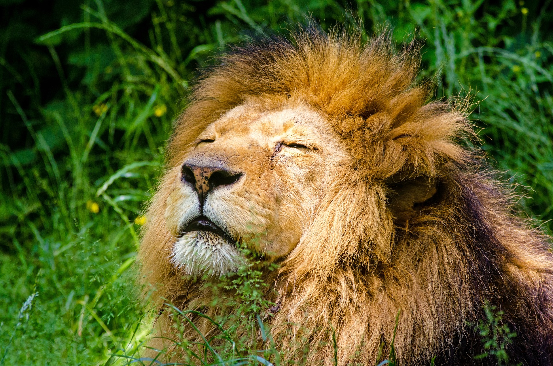 Simba plan